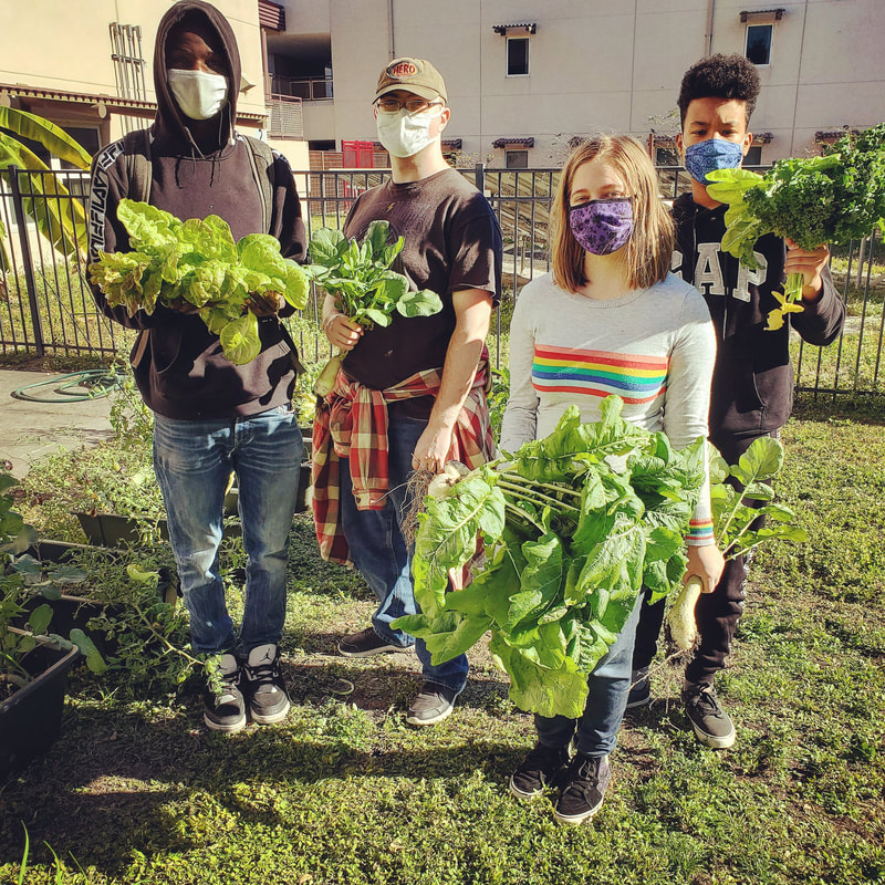 H22 middleton turnips