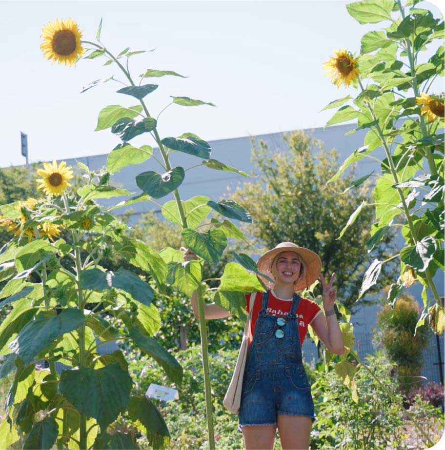 Neighbor sunflower