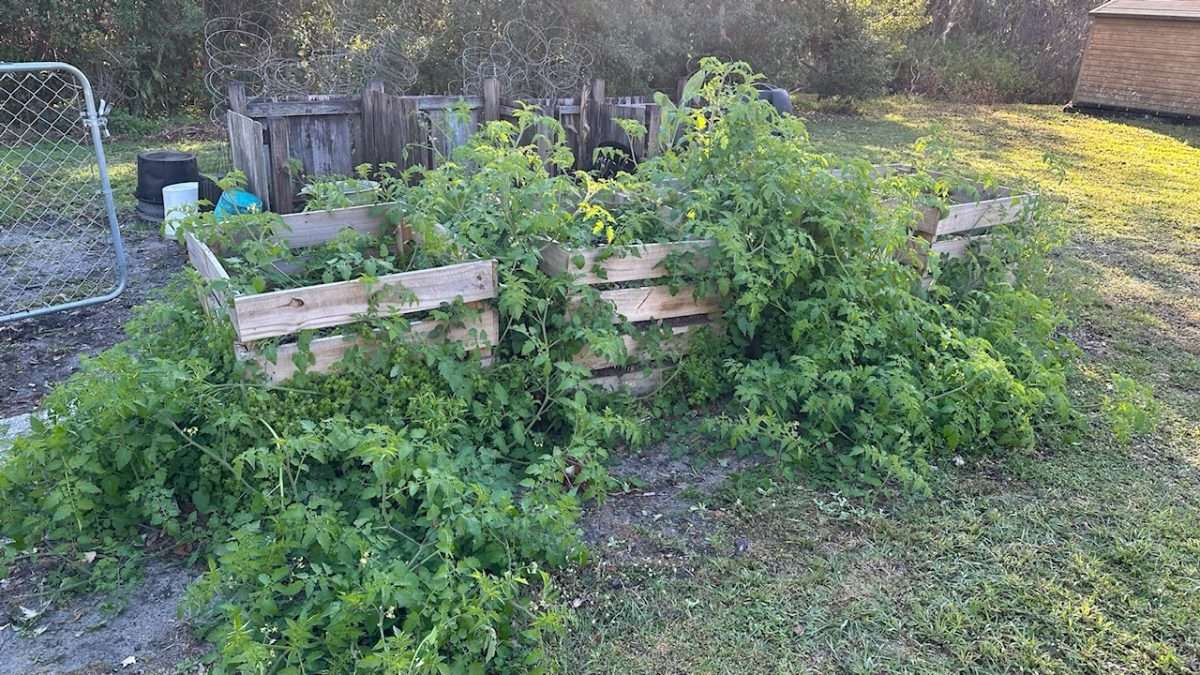 Garden1